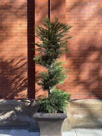 a small tree in a pot in front of a brick wall